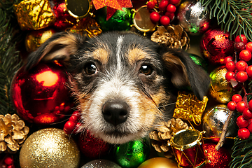 Image showing Studio shot of Jack Russell Terrier dog in Christmas decoration greeting 2021 New Year