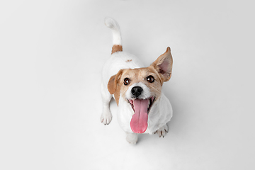 Image showing Studio shot of Jack Russell Terrier dog isolated on white studio background