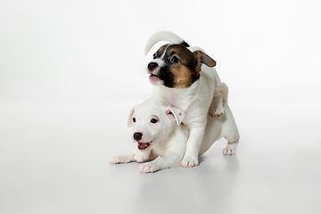 Image showing Cute and little doggies posing cheerful isolated on white background