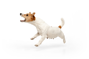 Image showing Studio shot of Jack Russell Terrier dog isolated on white studio background