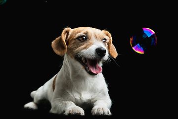 Image showing Studio shot of Jack Russell Terrier dog isolated on black studio background