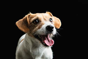 Image showing Studio shot of Jack Russell Terrier dog isolated on black studio background