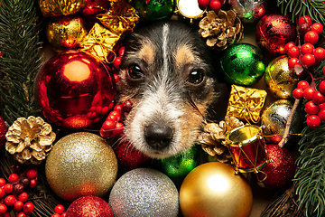 Image showing Studio shot of Jack Russell Terrier dog in Christmas decoration greeting 2021 New Year