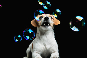 Image showing Studio shot of Jack Russell Terrier dog isolated on black studio background