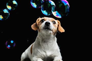 Image showing Studio shot of Jack Russell Terrier dog isolated on black studio background