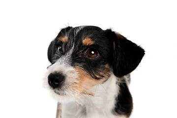 Image showing Studio shot of Jack Russell Terrier dog isolated on white studio background