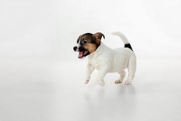 Image showing Cute and little doggy posing cheerful isolated on white background