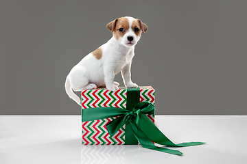 Image showing Cute and little doggy posing cheerful isolated on gray background