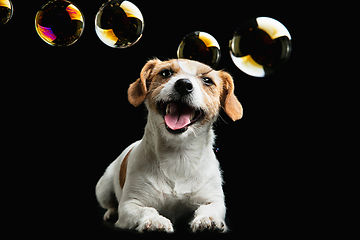 Image showing Studio shot of Jack Russell Terrier dog isolated on black studio background