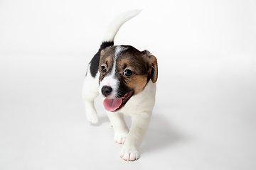 Image showing Cute and little doggy posing cheerful isolated on white background