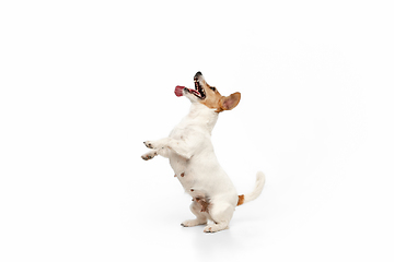 Image showing Studio shot of Jack Russell Terrier dog isolated on white studio background