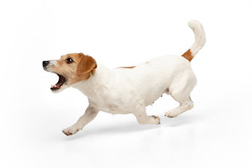 Image showing Studio shot of Jack Russell Terrier dog isolated on white studio background