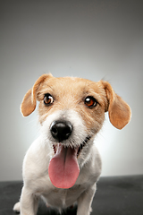 Image showing Studio shot of Jack Russell Terrier dog isolated on gray studio background