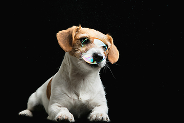 Image showing Studio shot of Jack Russell Terrier dog isolated on black studio background