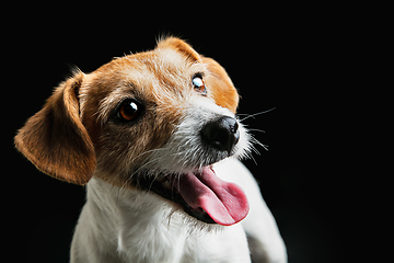 Image showing Studio shot of Jack Russell Terrier dog isolated on black studio background