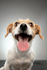 Image showing Studio shot of Jack Russell Terrier dog isolated on gray studio background