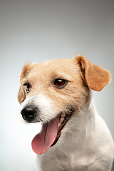 Image showing Studio shot of Jack Russell Terrier dog isolated on gray studio background