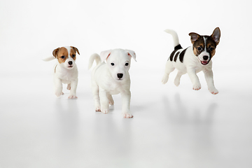 Image showing Cute and little doggies posing cheerful isolated on white background