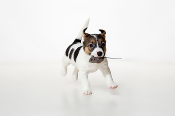 Image showing Cute and little doggy posing cheerful isolated on white background