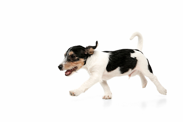 Image showing Studio shot of Jack Russell Terrier dog isolated on white studio background