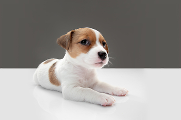 Image showing Cute and little doggy posing cheerful isolated on gray background