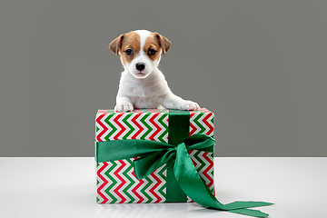 Image showing Cute and little doggy posing cheerful isolated on gray background