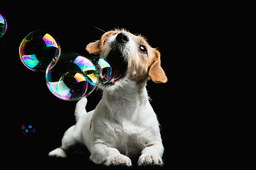 Image showing Studio shot of Jack Russell Terrier dog isolated on black studio background