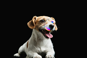 Image showing Studio shot of Jack Russell Terrier dog isolated on black studio background