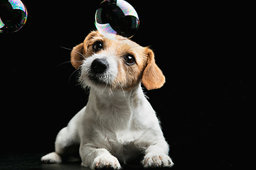 Image showing Studio shot of Jack Russell Terrier dog isolated on black studio background