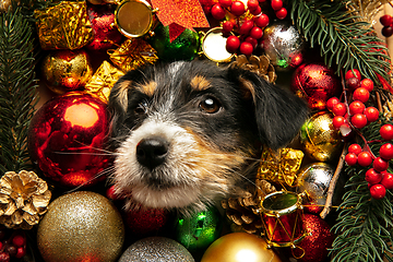 Image showing Studio shot of Jack Russell Terrier dog in Christmas decoration greeting 2021 New Year