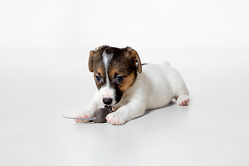 Image showing Cute and little doggy posing cheerful isolated on white background