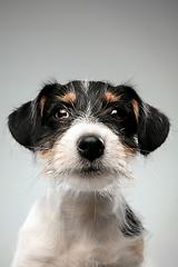 Image showing Studio shot of Jack Russell Terrier dog isolated on gray studio background