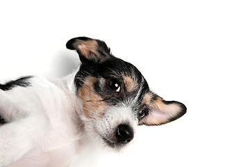 Image showing Studio shot of Jack Russell Terrier dog isolated on white studio background