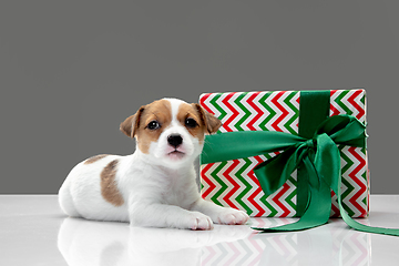 Image showing Cute and little doggy posing cheerful isolated on gray background