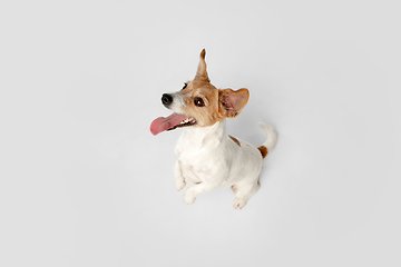 Image showing Studio shot of Jack Russell Terrier dog isolated on white studio background