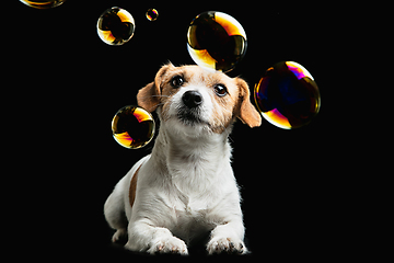 Image showing Studio shot of Jack Russell Terrier dog isolated on black studio background