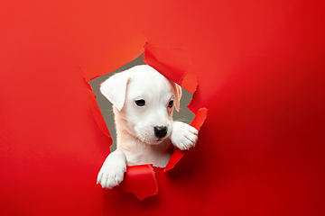 Image showing Cute and little doggy running breakthrough red studio background