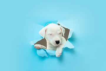 Image showing Cute and little doggy running breakthrough blue studio background