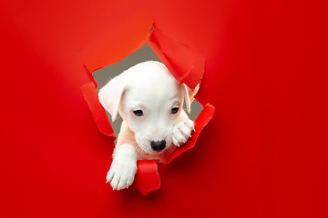 Image showing Cute and little doggy running breakthrough red studio background