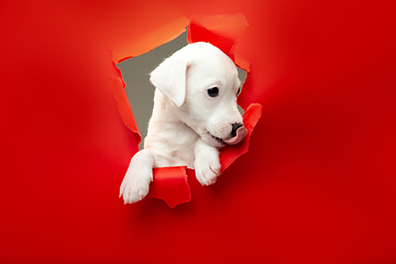 Image showing Cute and little doggy running breakthrough red studio background