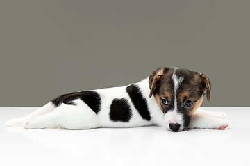 Image showing Cute and little doggy posing cheerful isolated on gray background