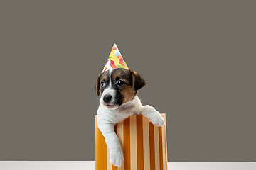 Image showing Cute and little doggy posing cheerful isolated on gray background