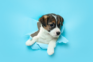 Image showing Cute and little doggy running breakthrough blue studio background