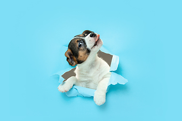 Image showing Cute and little doggy running breakthrough blue studio background