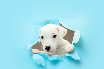 Image showing Cute and little doggy running breakthrough blue studio background