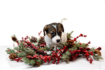 Image showing Cute and little doggy posing cheerful isolated on white background