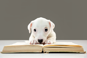 Image showing Cute and little doggy posing cheerful, reading book and looks smart