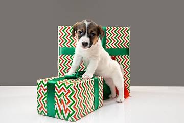 Image showing Cute and little doggy posing cheerful isolated on gray background