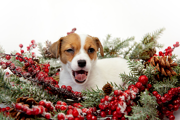 Image showing Cute and little doggy posing cheerful isolated on white background