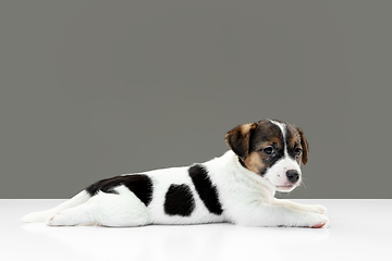 Image showing Cute and little doggy posing cheerful isolated on gray background